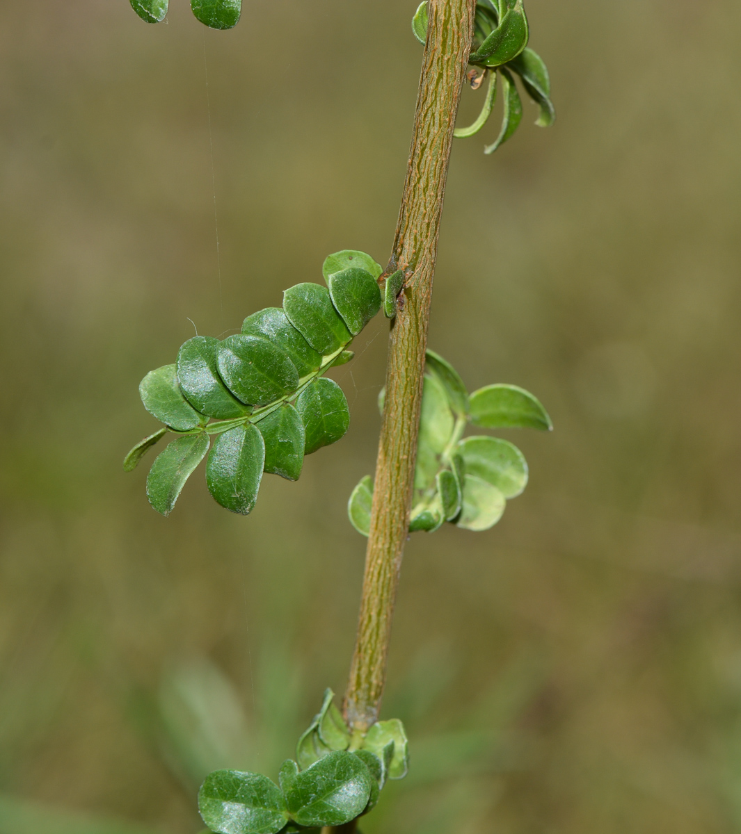 Image of Schotia afra specimen.