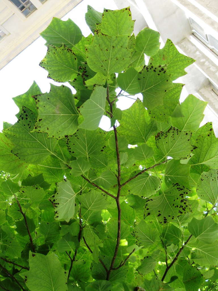 Image of Liriodendron tulipifera specimen.