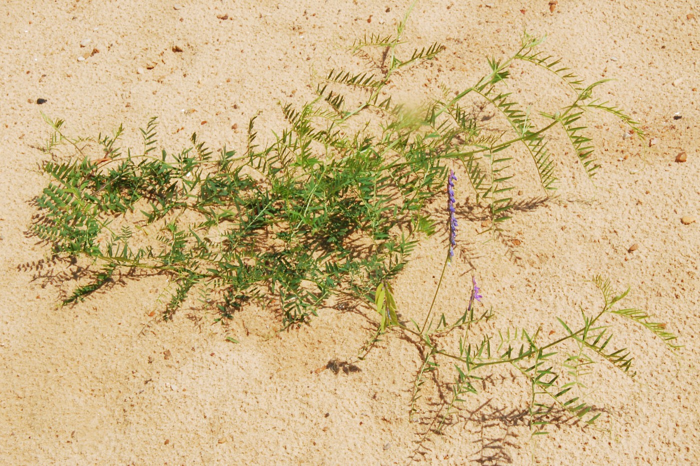 Image of Vicia cracca specimen.