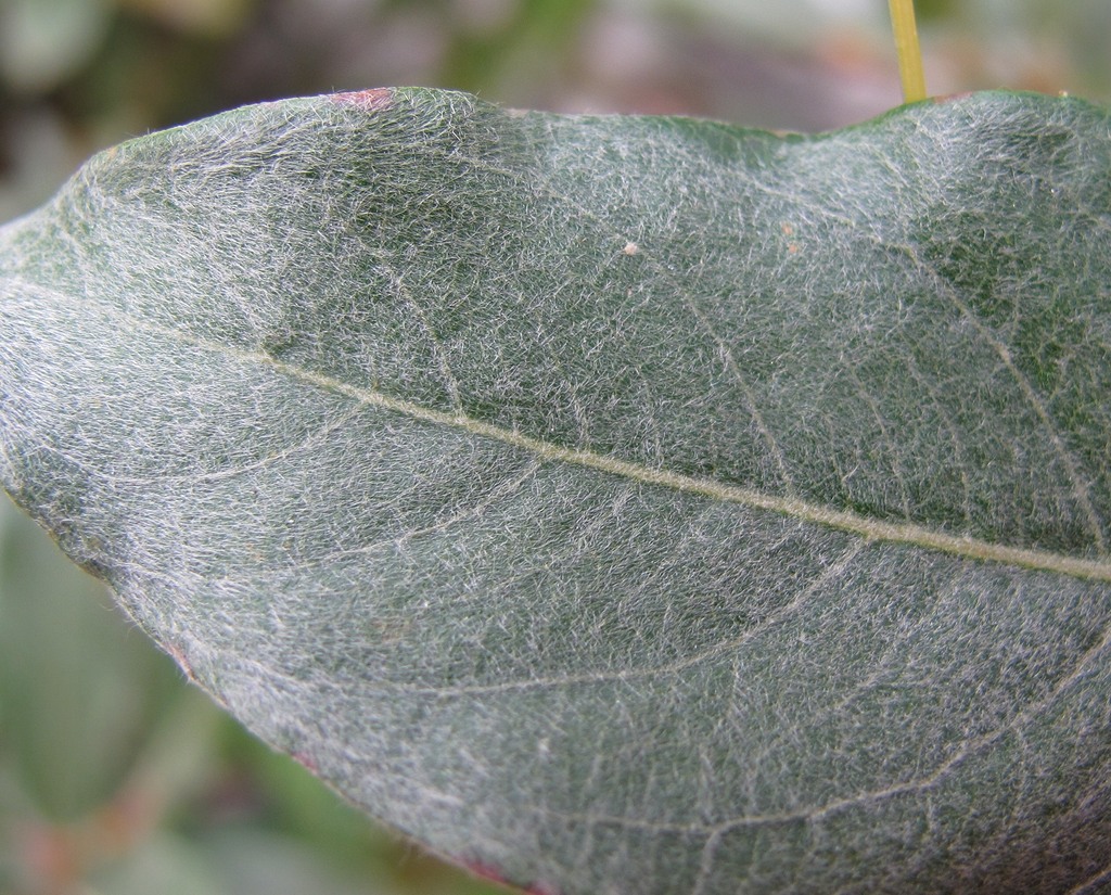 Изображение особи Salix pantosericea.