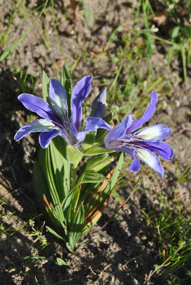 Изображение особи Babiana cedarbergensis.