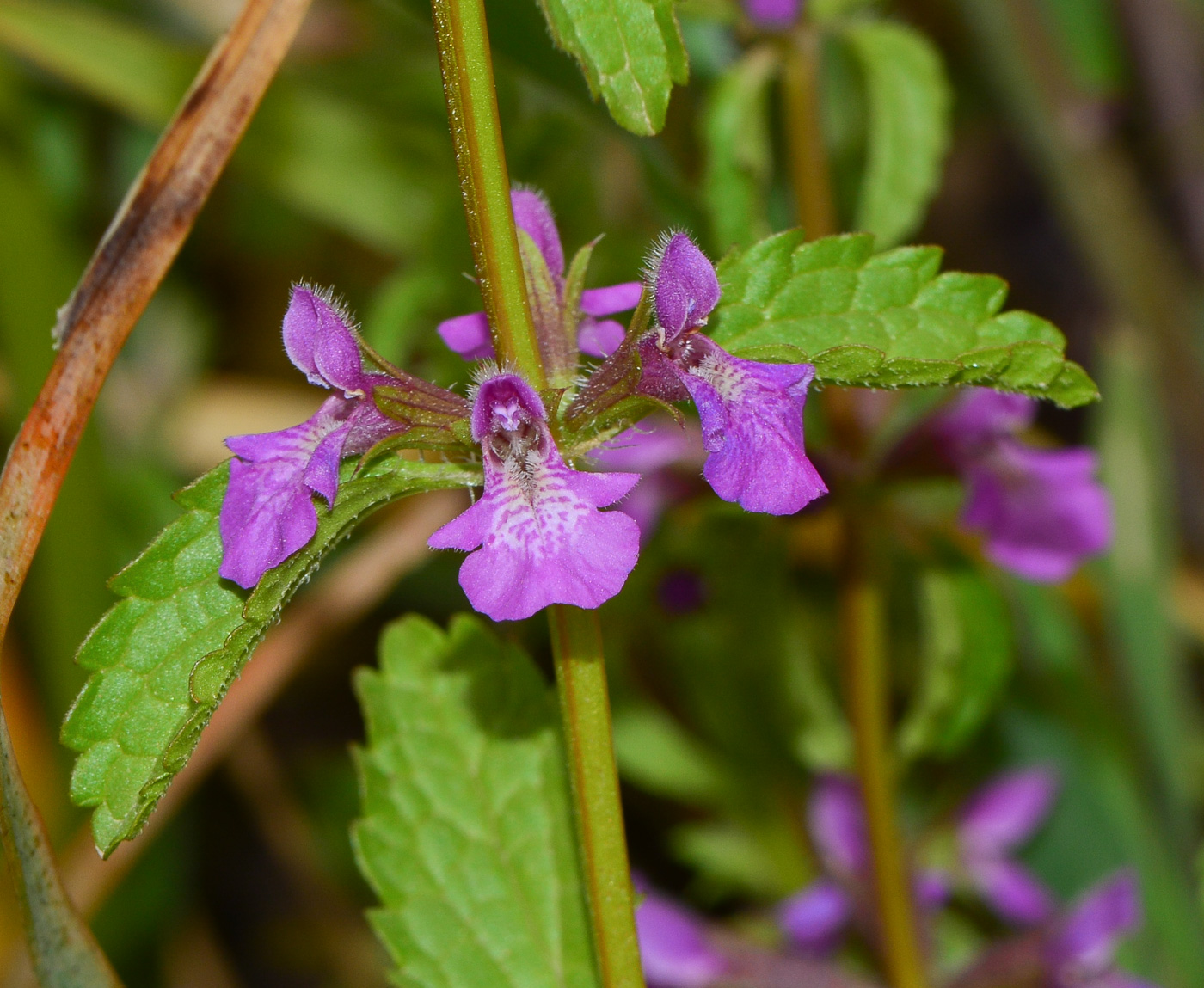 Image of Stachys neurocalycina specimen.