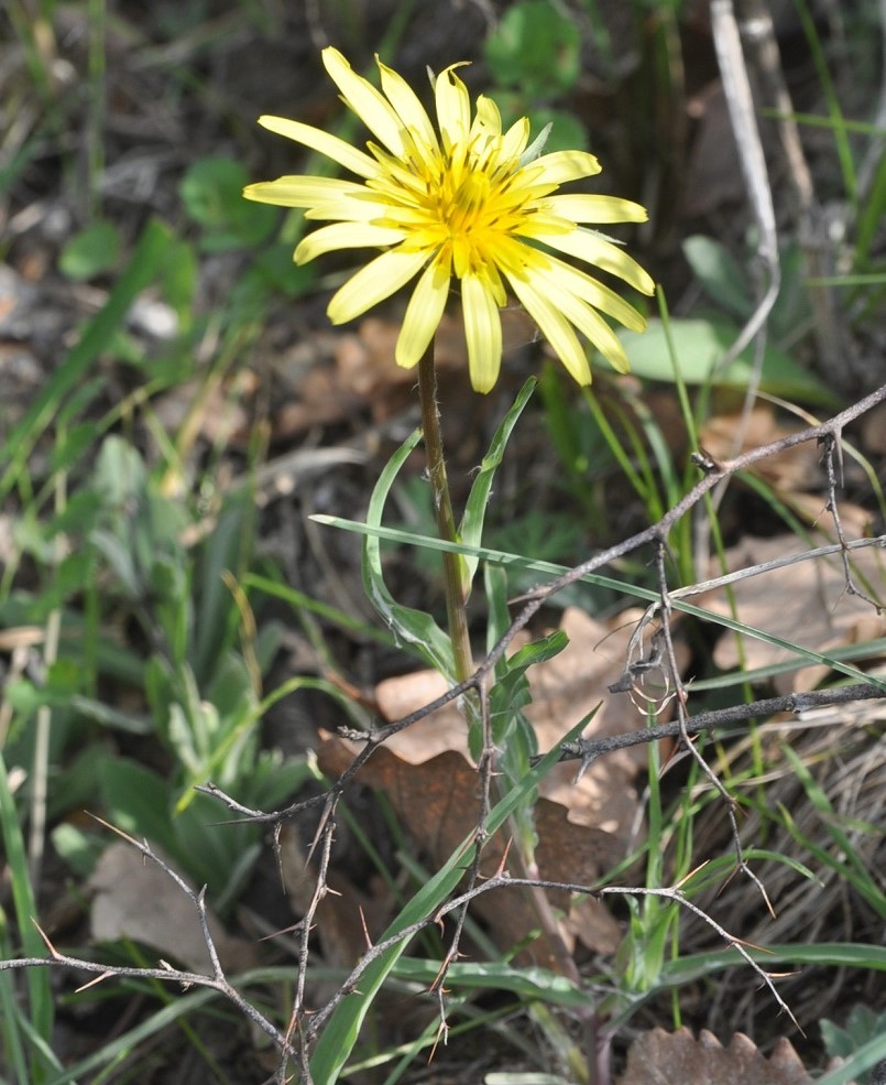 Image of genus Tragopogon specimen.