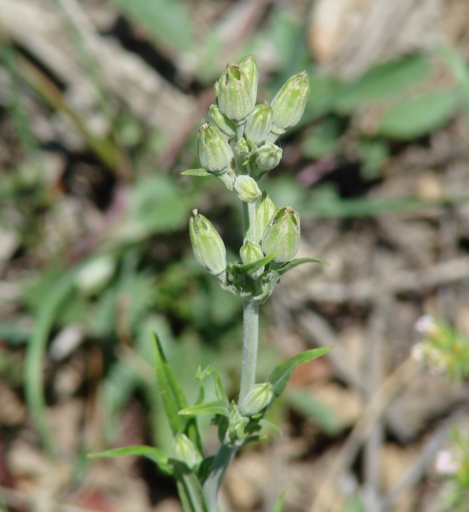 Изображение особи Silene aprica.