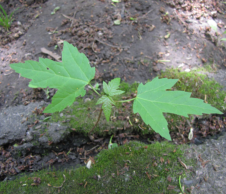 Image of Acer saccharinum specimen.