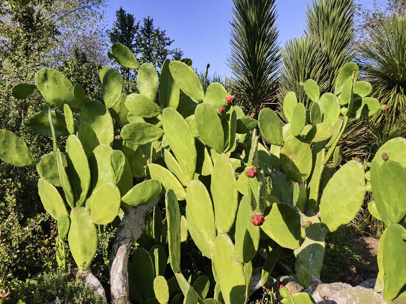 Изображение особи Opuntia cochenillifera.