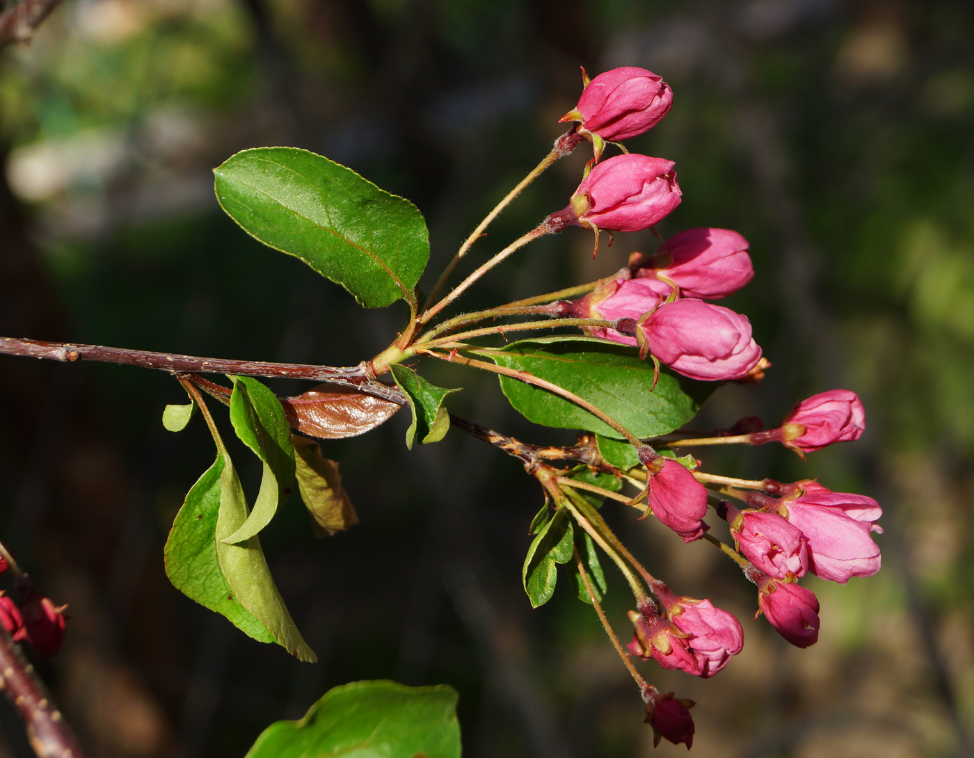 Image of Malus &times; purpurea specimen.