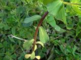 Euphorbia helioscopioides