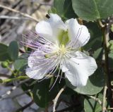 Capparis orientalis