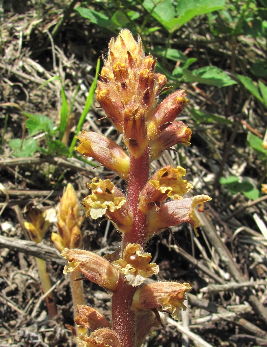 Изображение особи Orobanche laxissima.