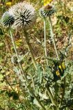 Echinops pungens