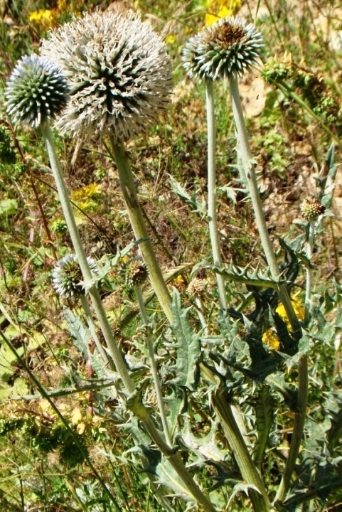 Изображение особи Echinops pungens.