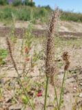 Plantago lanceolata. Соцветие. Марий Эл, г. Йошкар-Ола, высокий берег р. Малая Кокшага. 31.07.2018.