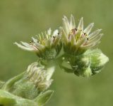 genus Sempervivum