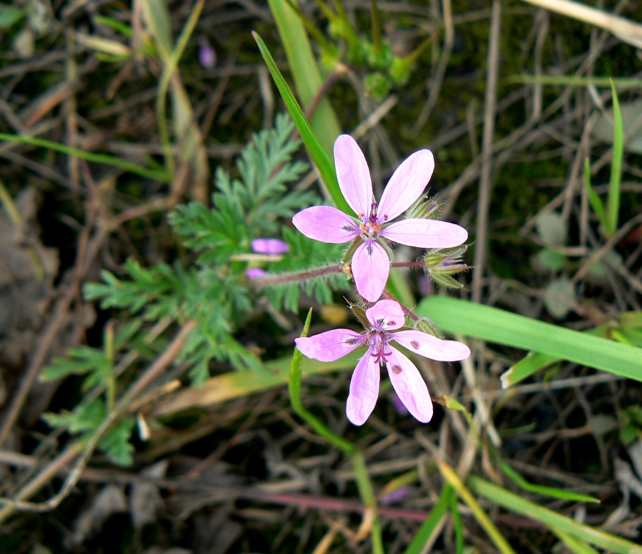 Image of Erodium cicutarium specimen.