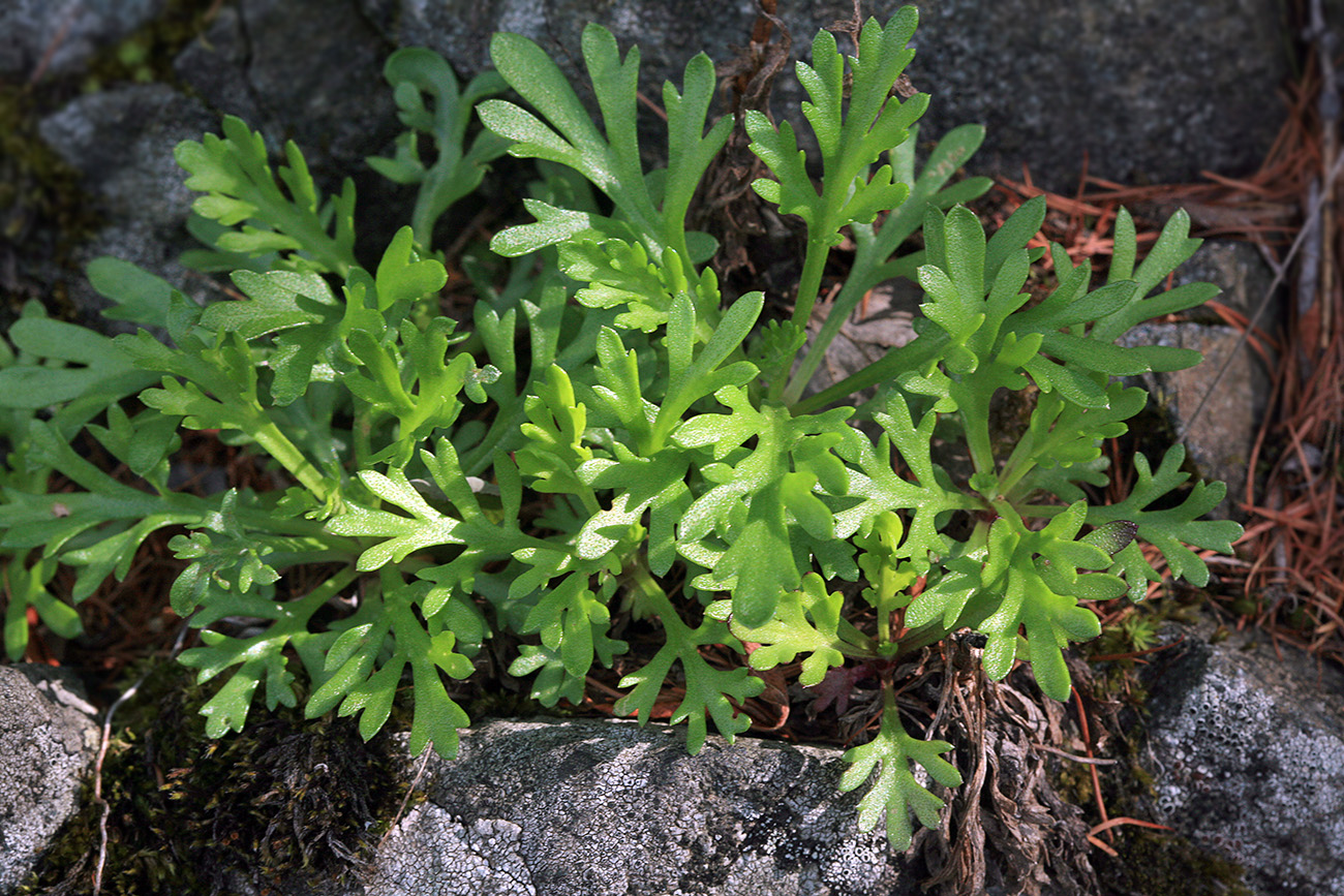 Image of Chrysanthemum zawadskii specimen.