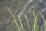Carex eleusinoides