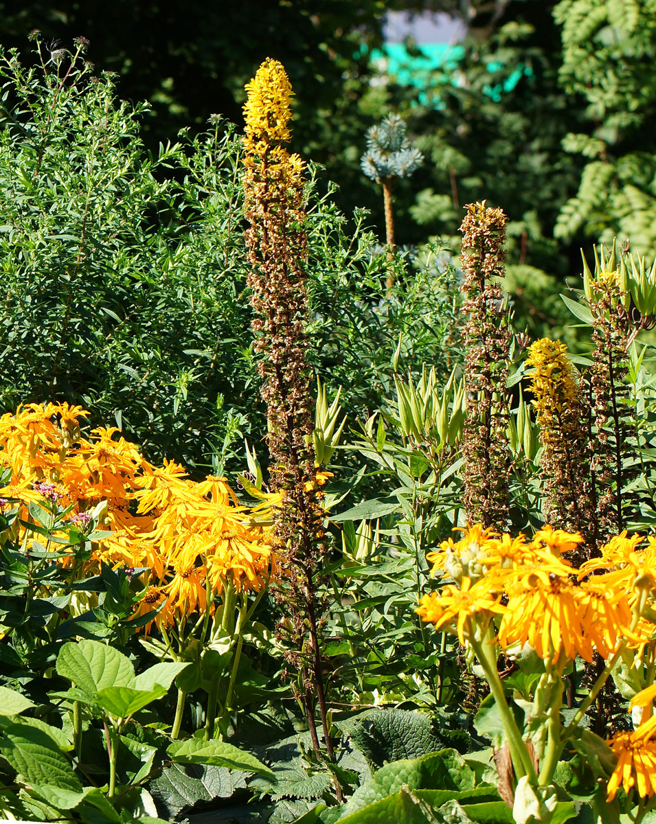 Image of genus Ligularia specimen.