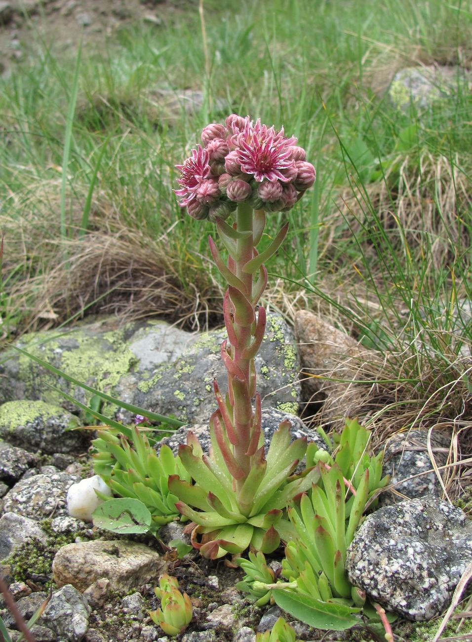 Image of Sempervivum caucasicum specimen.