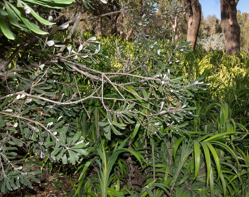 Image of Banksia integrifolia specimen.