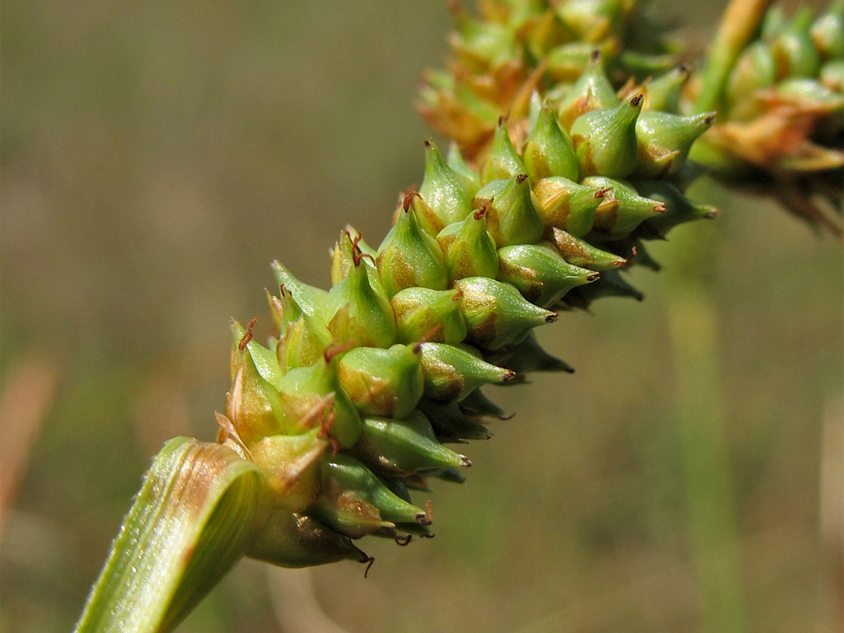 Image of Carex extensa specimen.