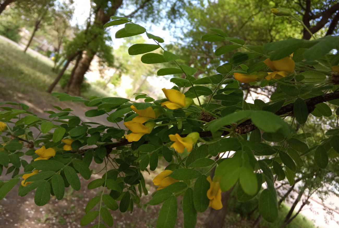 Image of Caragana arborescens specimen.