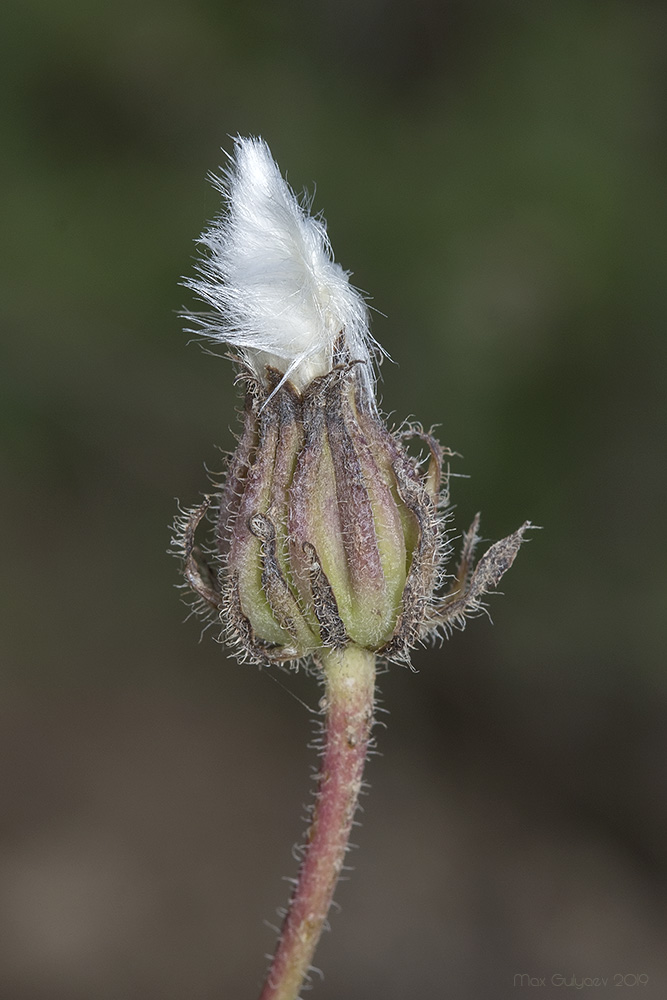 Изображение особи Crepis rhoeadifolia.