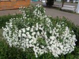 Spiraea × vanhouttei. Цветущее растение. Тверская обл., г. Тверь, городской сад. 24 мая 2019 г.