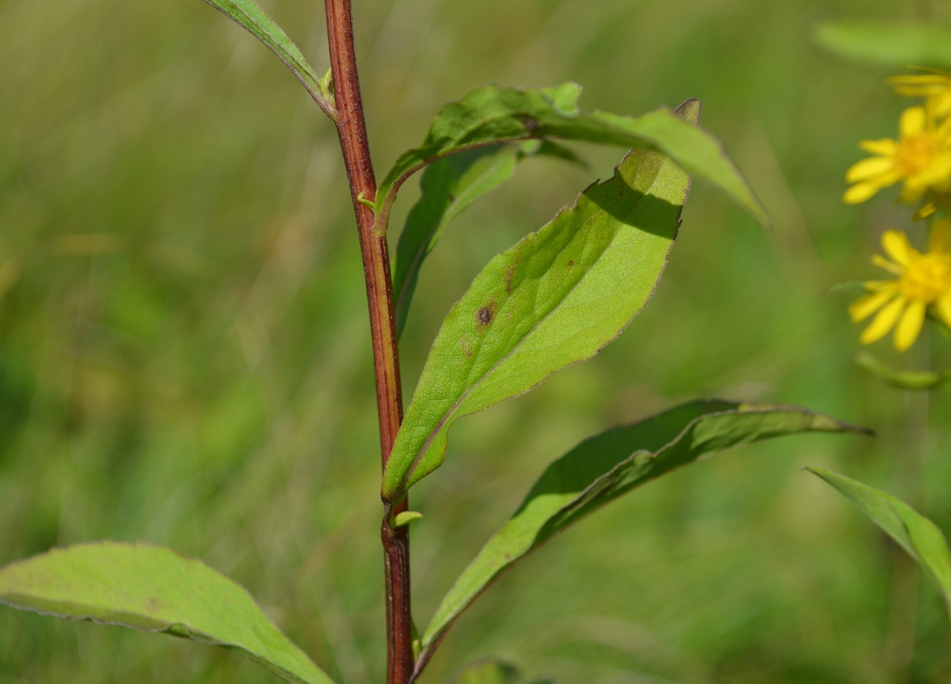 Изображение особи Solidago virgaurea.