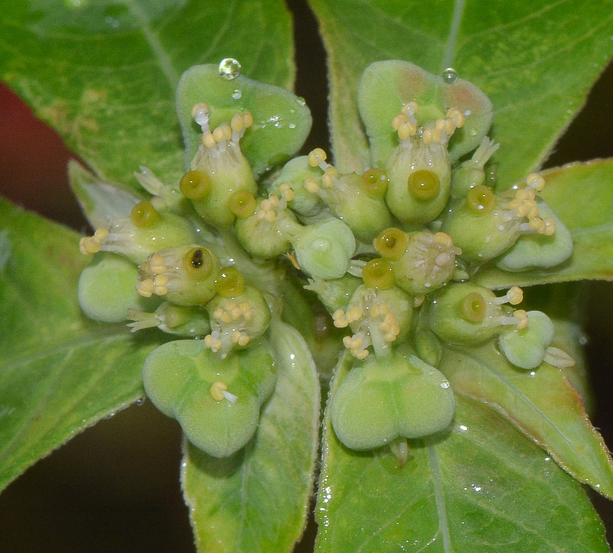 Image of Euphorbia heterophylla specimen.