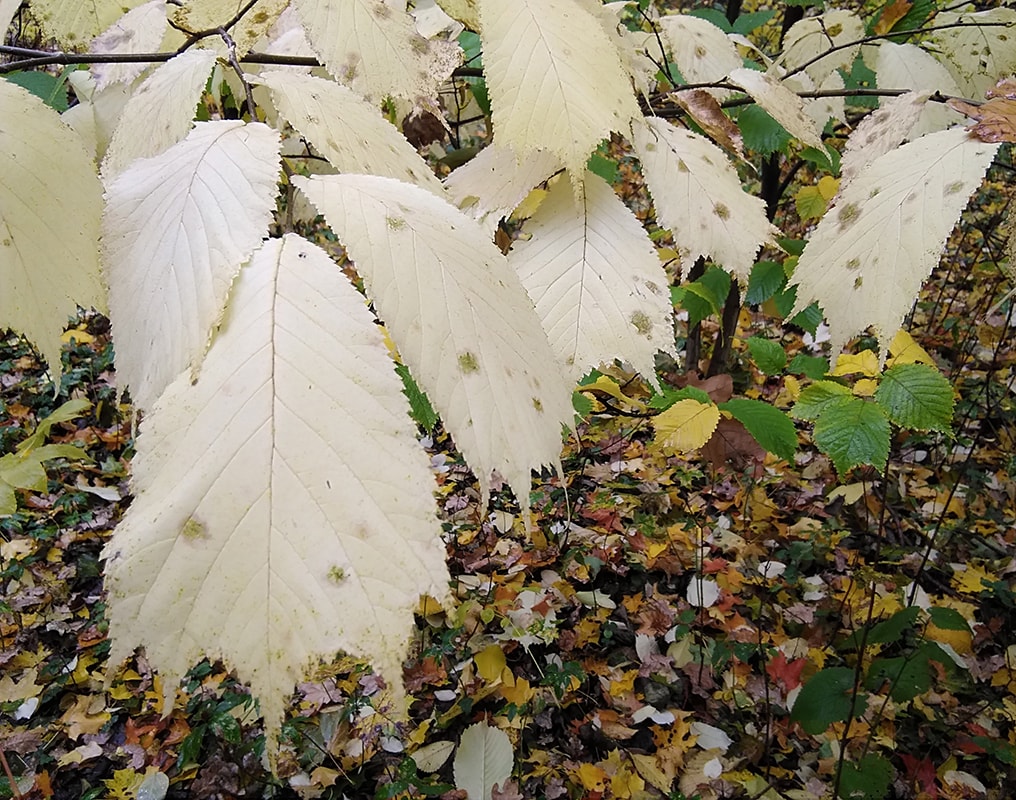 Изображение особи Ulmus laciniata.