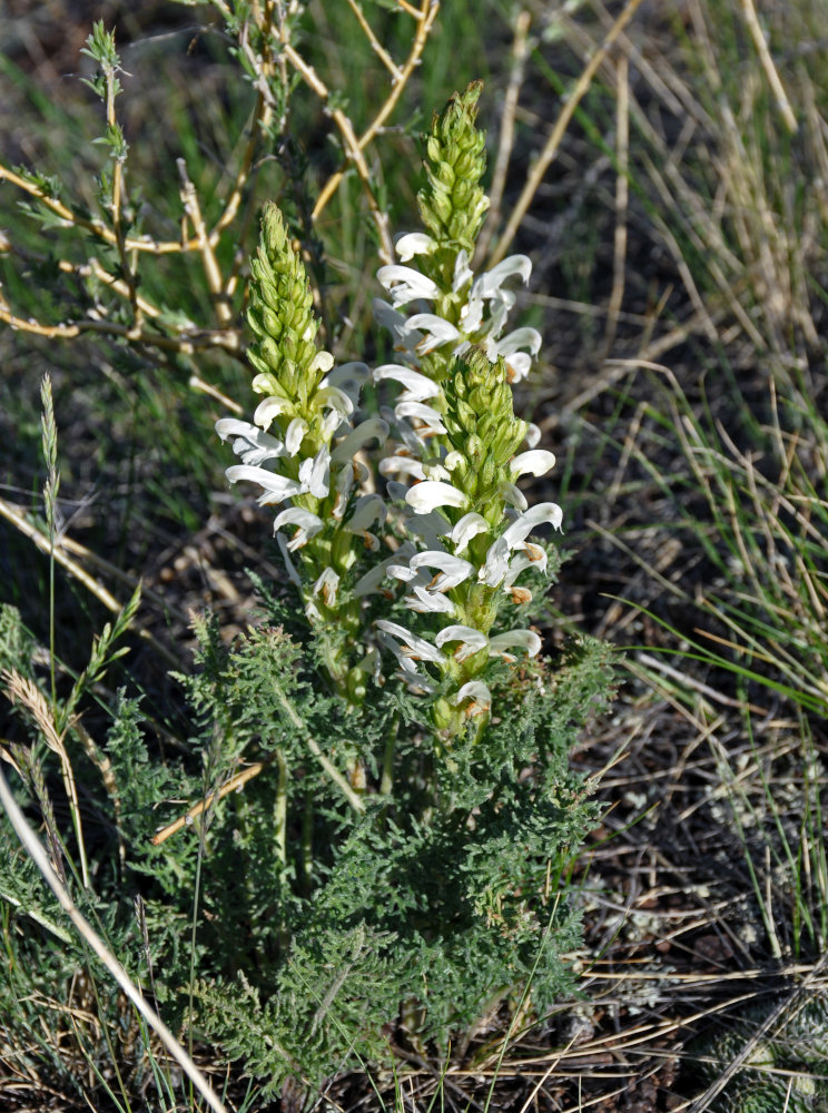 Изображение особи Pedicularis achilleifolia.