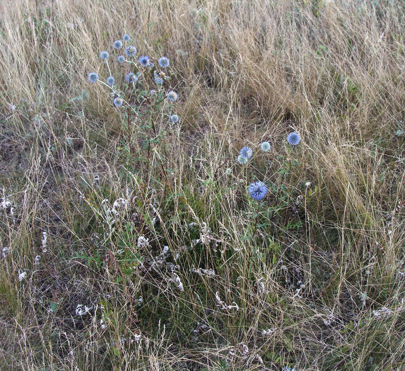 Image of Echinops meyeri specimen.