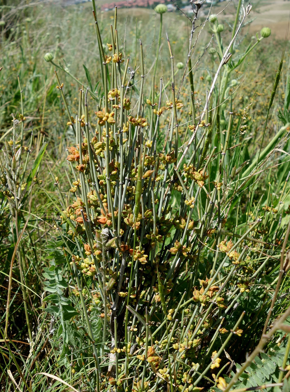 Image of Ephedra intermedia specimen.