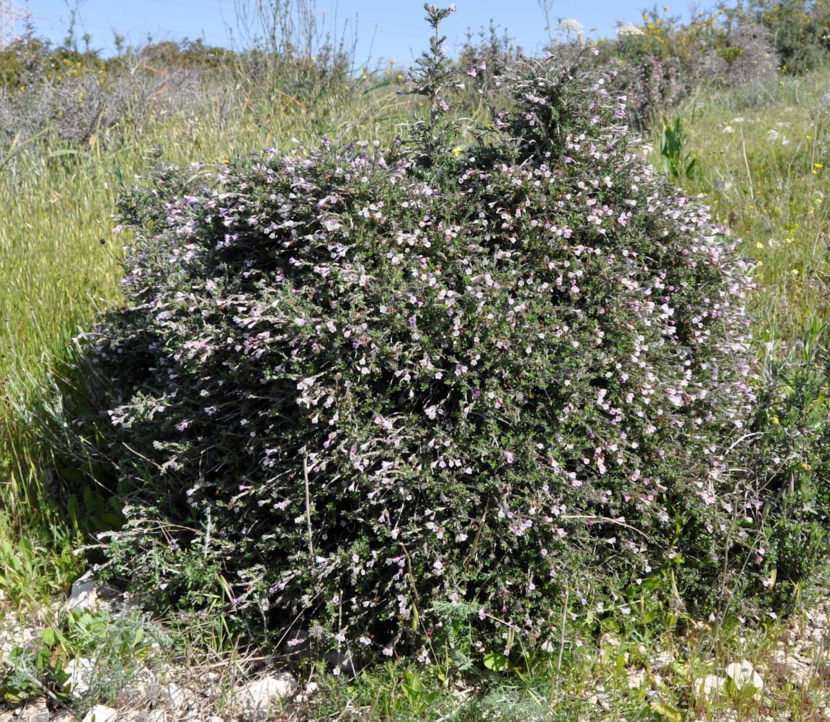 Image of Lithodora hispidula ssp. versicolor specimen.