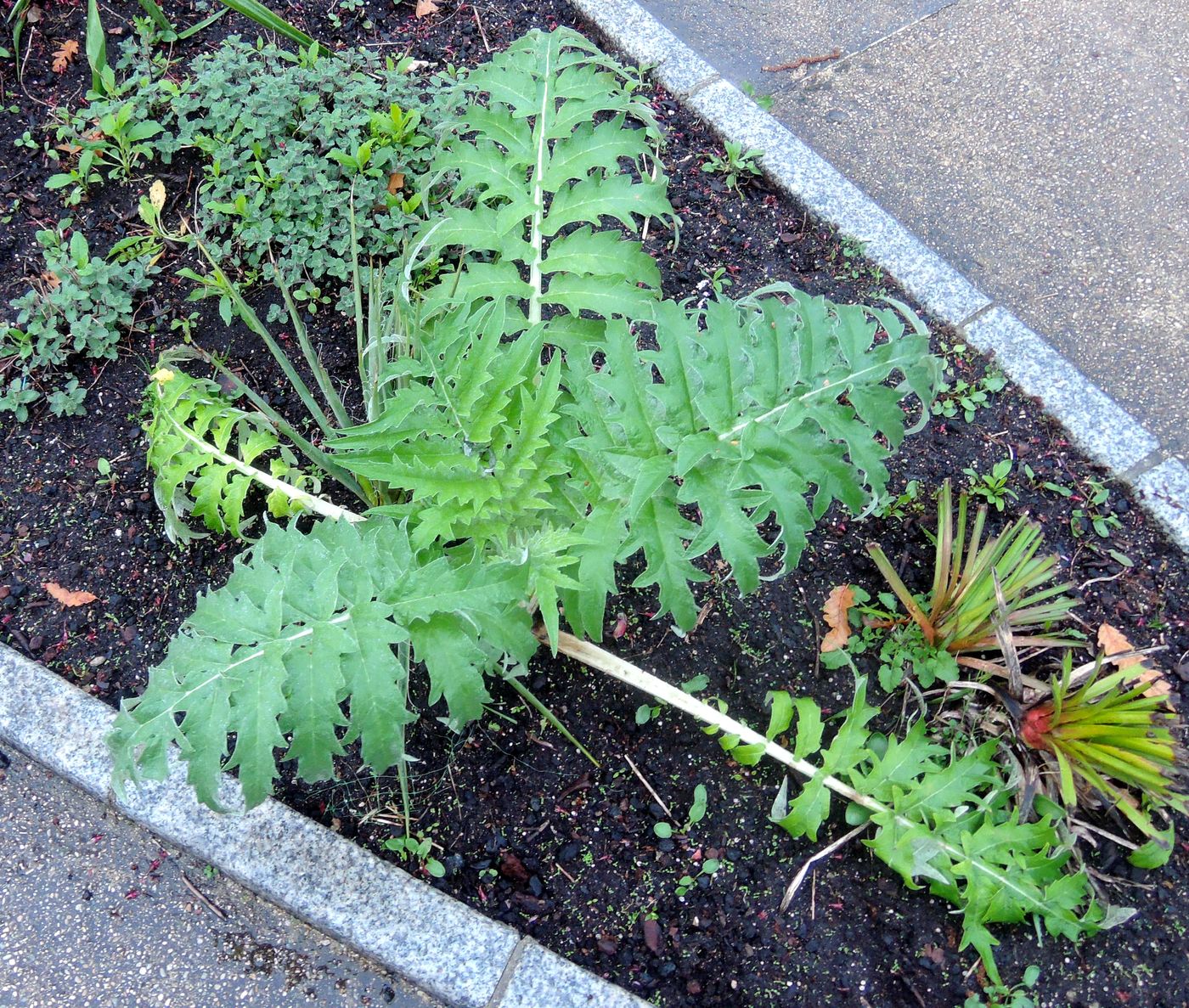 Изображение особи Cynara scolymus.