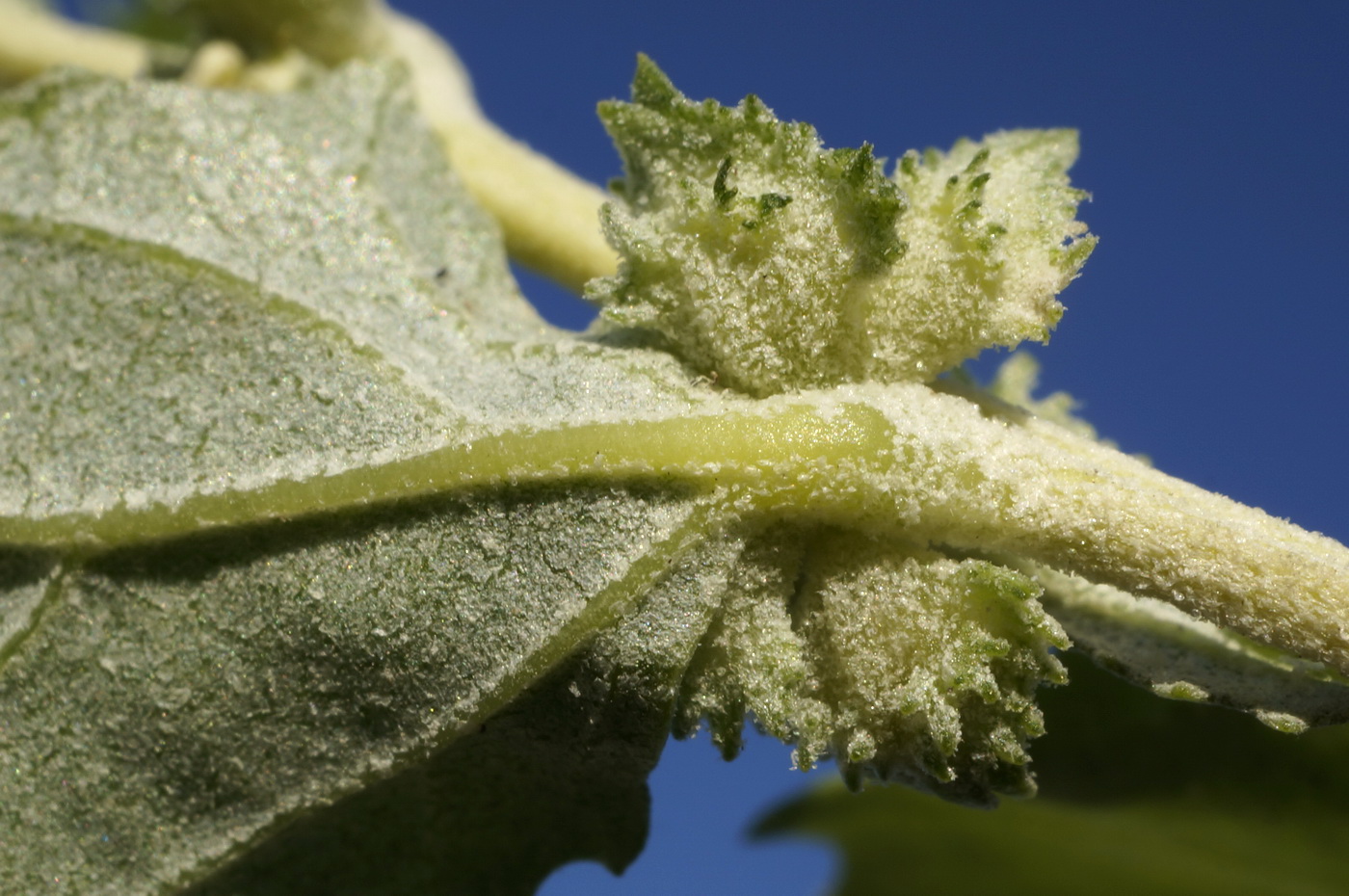 Image of Atriplex rosea specimen.