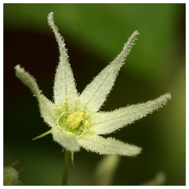 Image of Echinocystis lobata specimen.