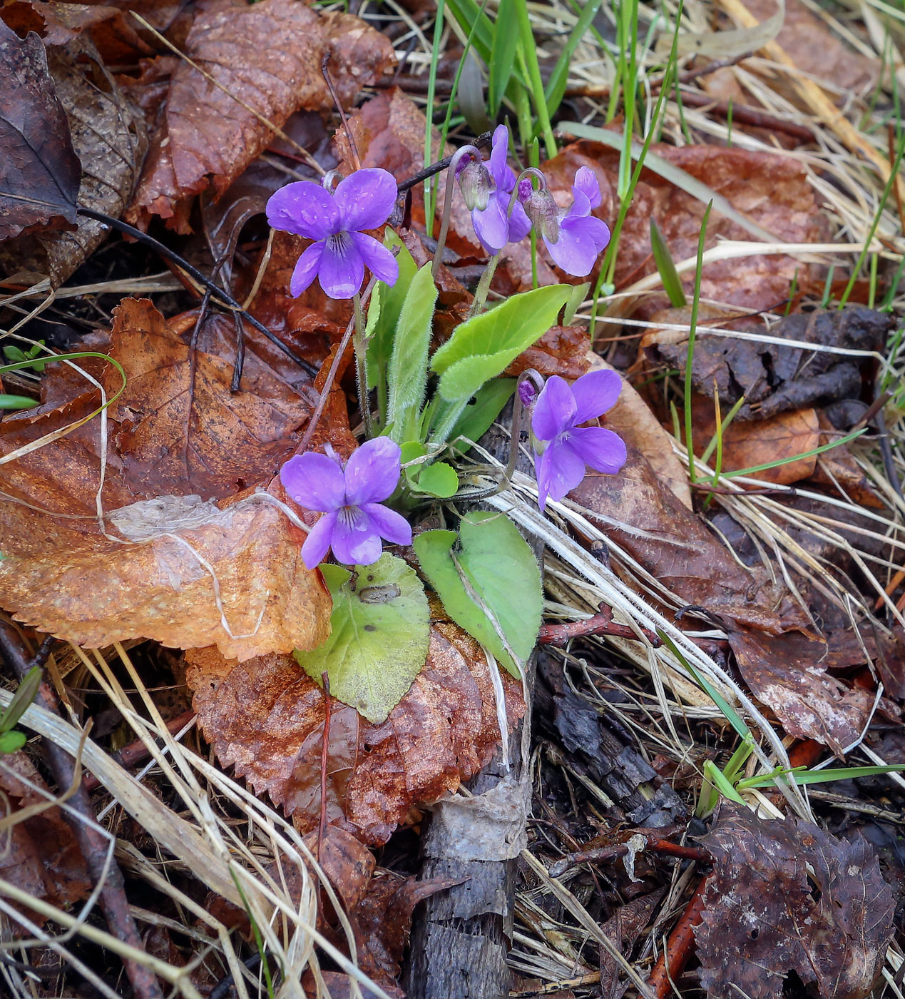 Image of Viola collina specimen.