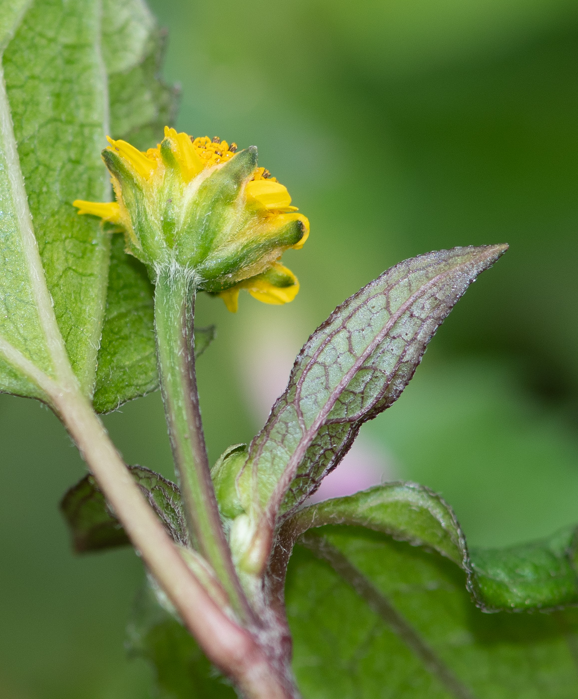 Изображение особи Acmella ciliata.