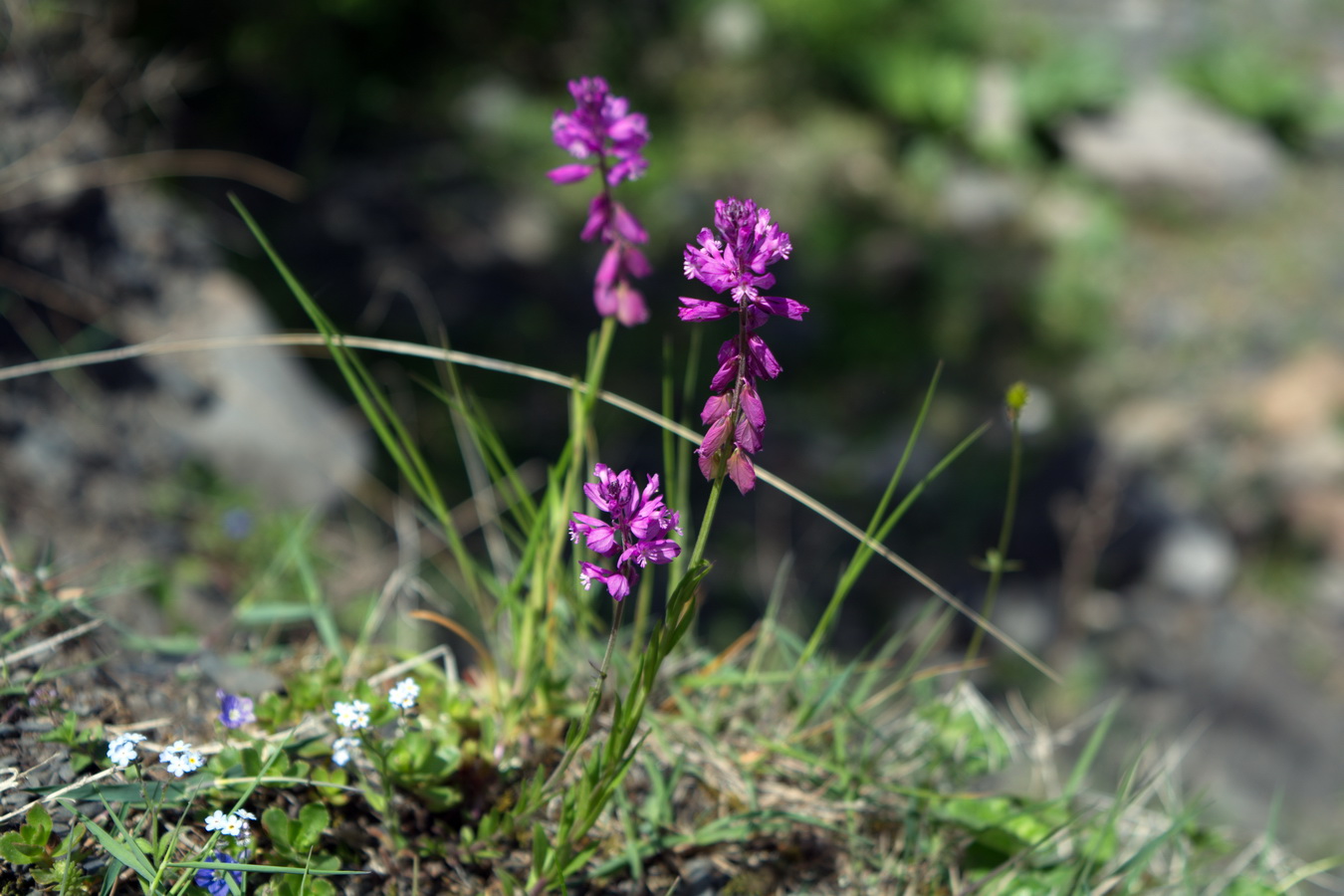 Image of genus Polygala specimen.