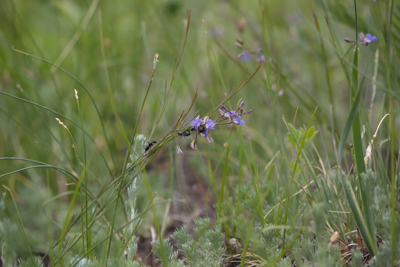 Image of Polygala tenuifolia specimen.