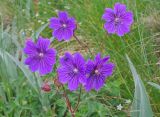 Geranium gymnocaulon. Верхушка побега с цветками. Карачаево-Черкесия, Домбай, гора Мусса-Ачитара, ≈ 2600 м н.у.м. 22.07.2010.