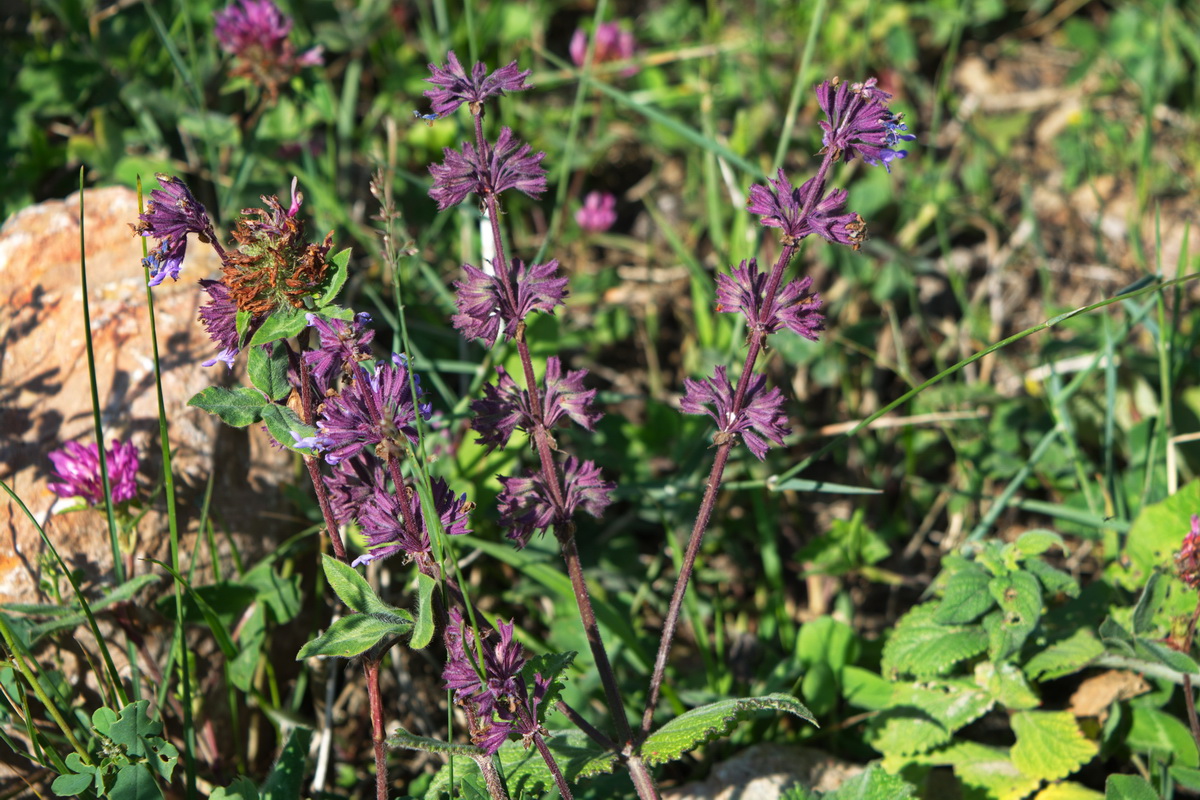 Image of Salvia verticillata specimen.