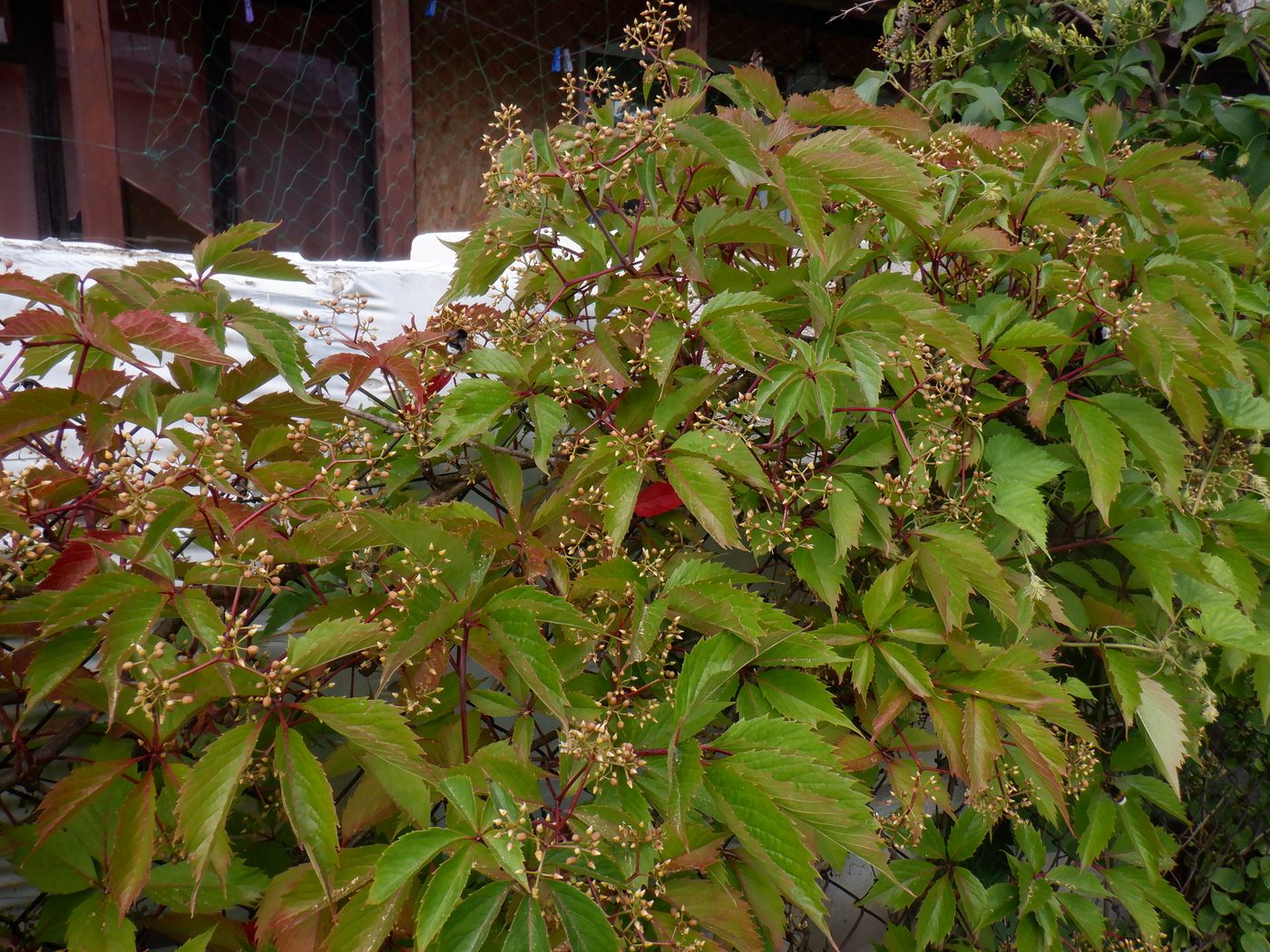 Image of Parthenocissus inserta specimen.