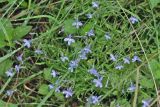 Lobelia flaccida