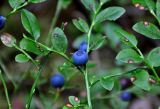 Vaccinium myrtillus. Часть веточки с плодом и листьями с грибными(?) поражениями. Тверская обл., Кашинский гор. округ, долина р. Медведица, хвойный лес. 11.07.2020.