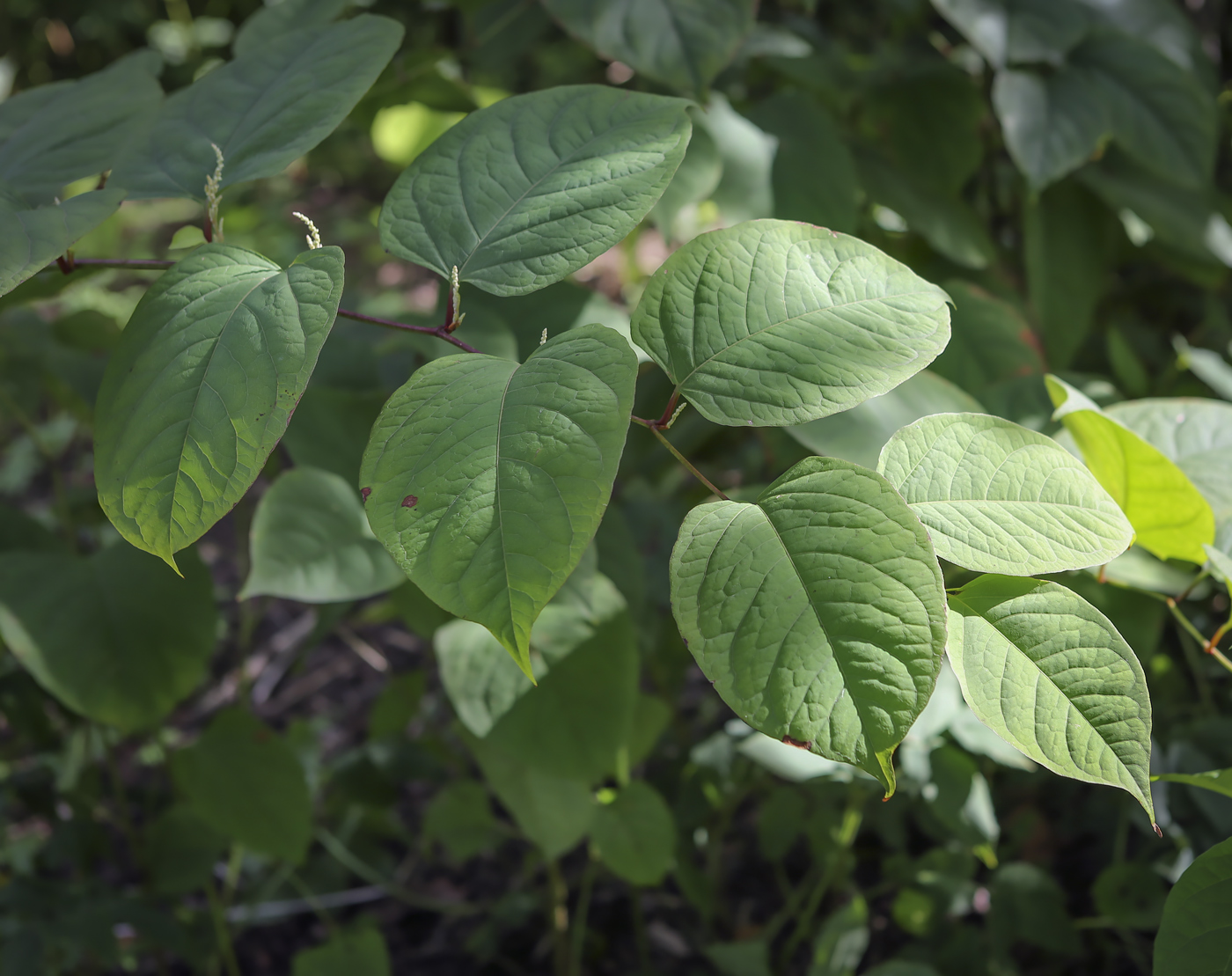 Изображение особи Reynoutria japonica.