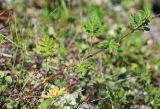 Potentilla tobolensis