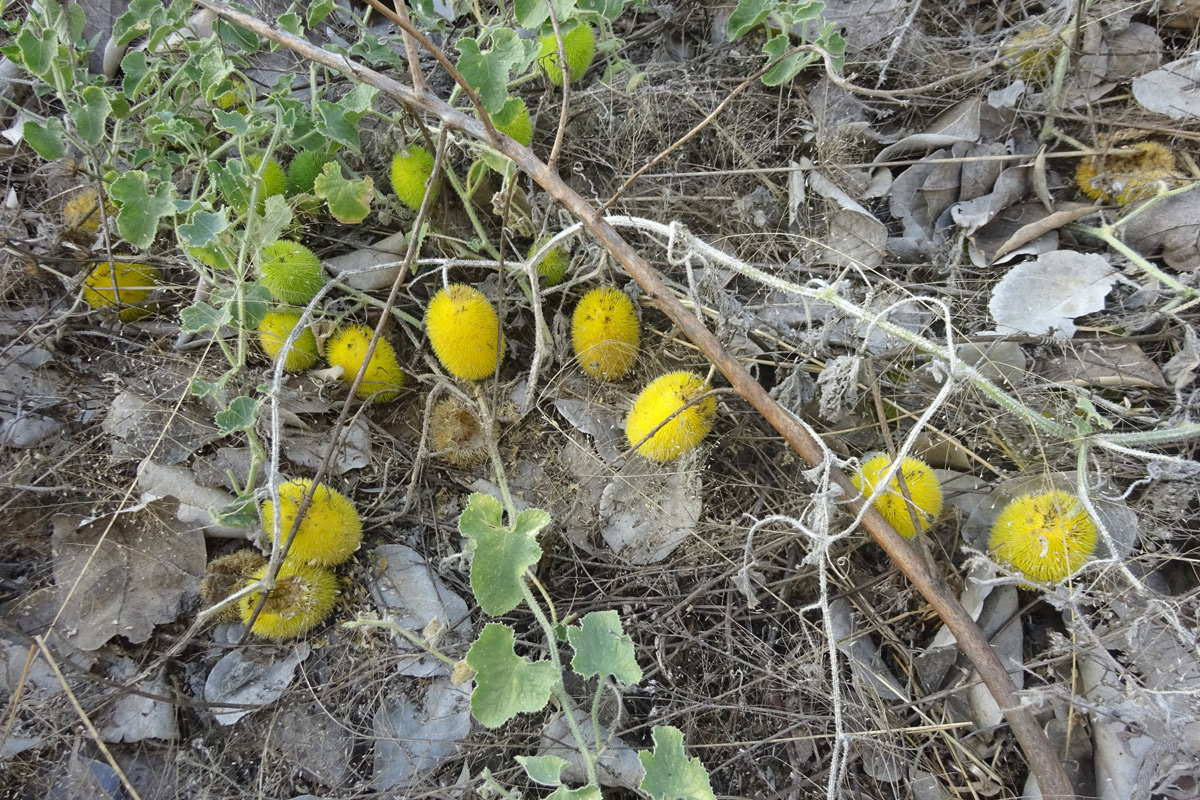 Image of Cucumis dipsaceus specimen.